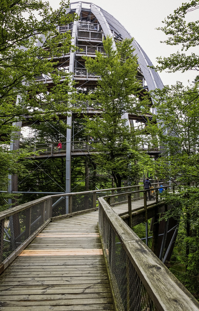 treetop path bavarian forest forest free photo