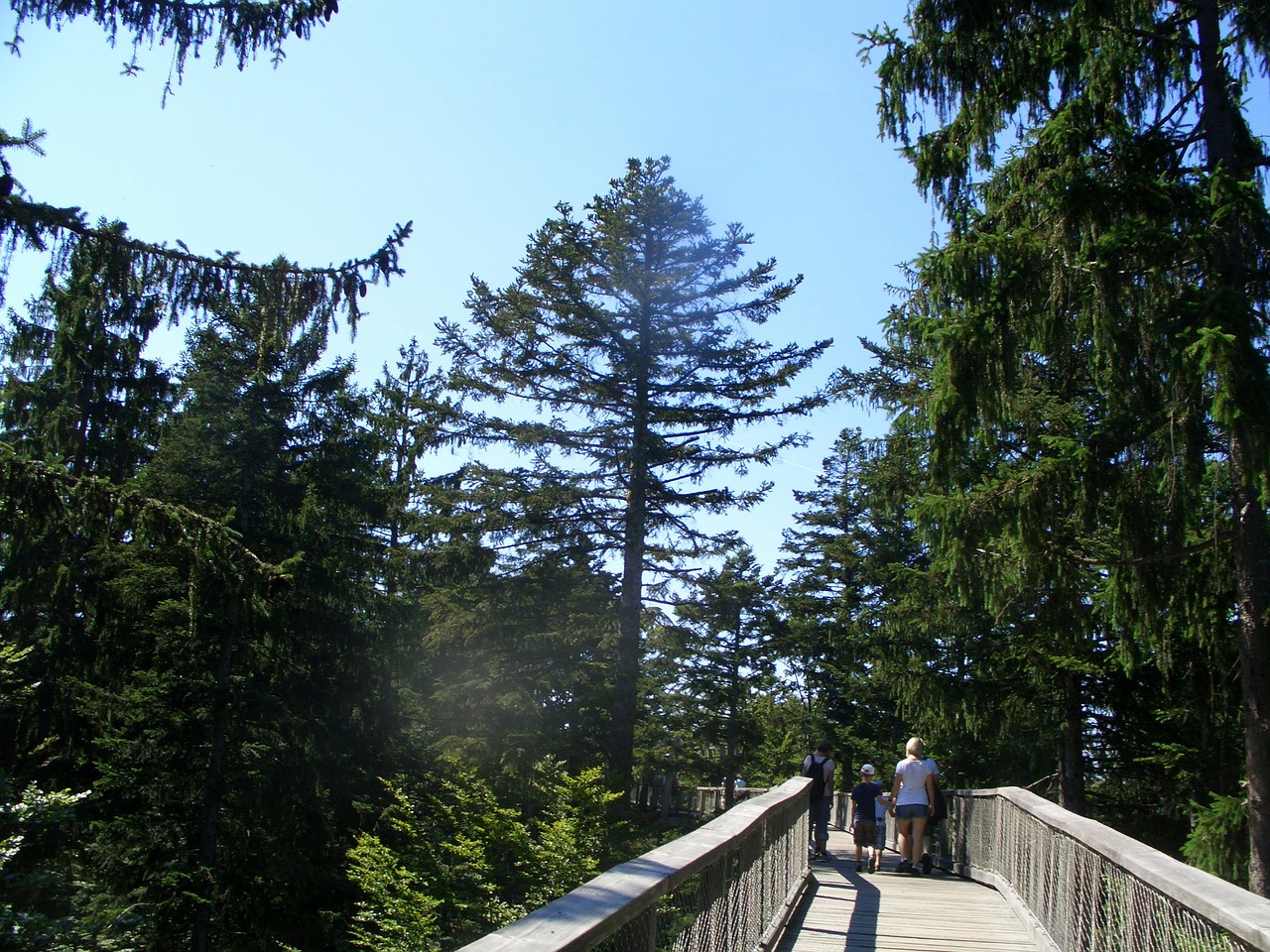 treetop path bavarian forest web free photo