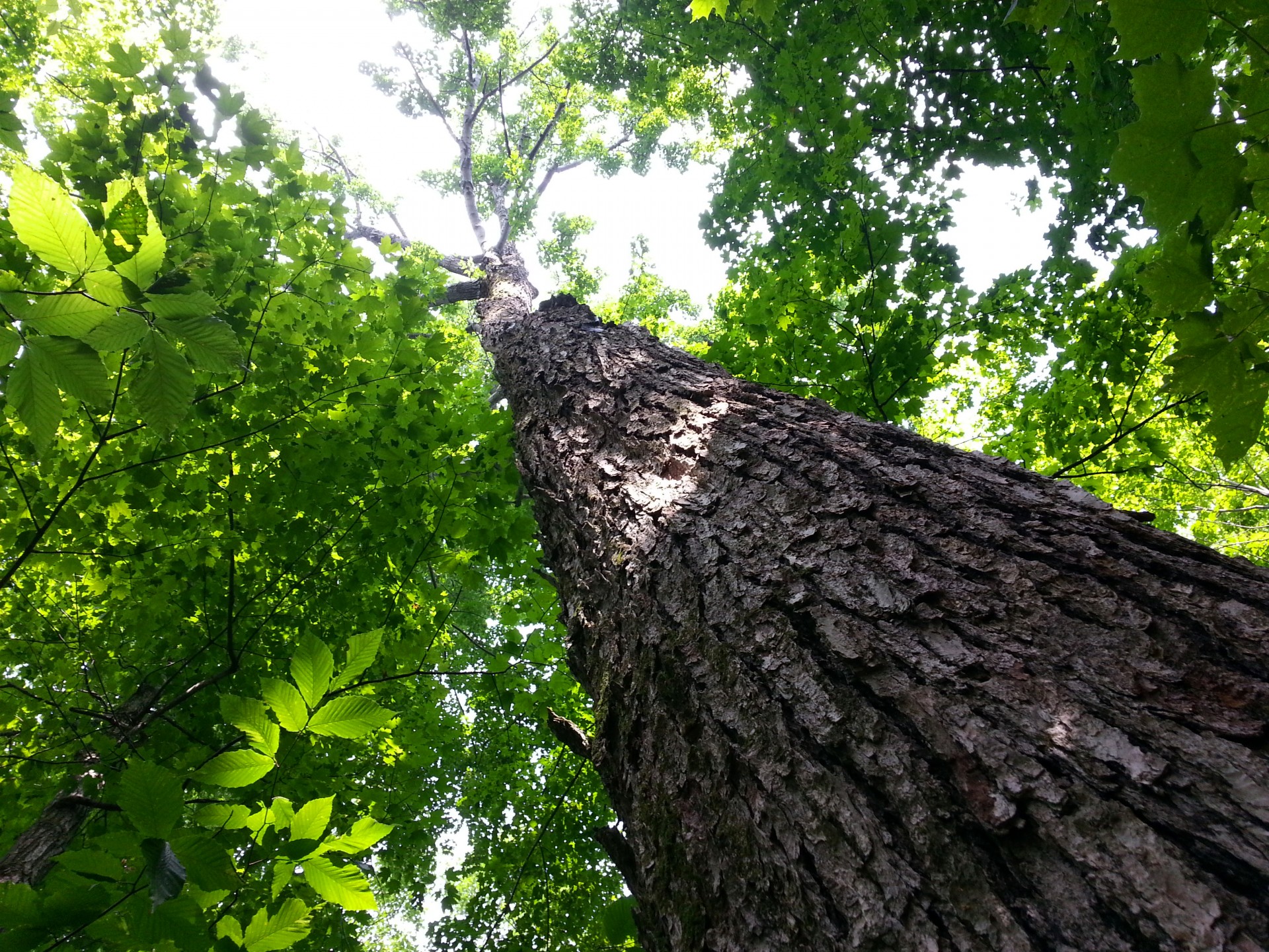 treetop tree trees free photo