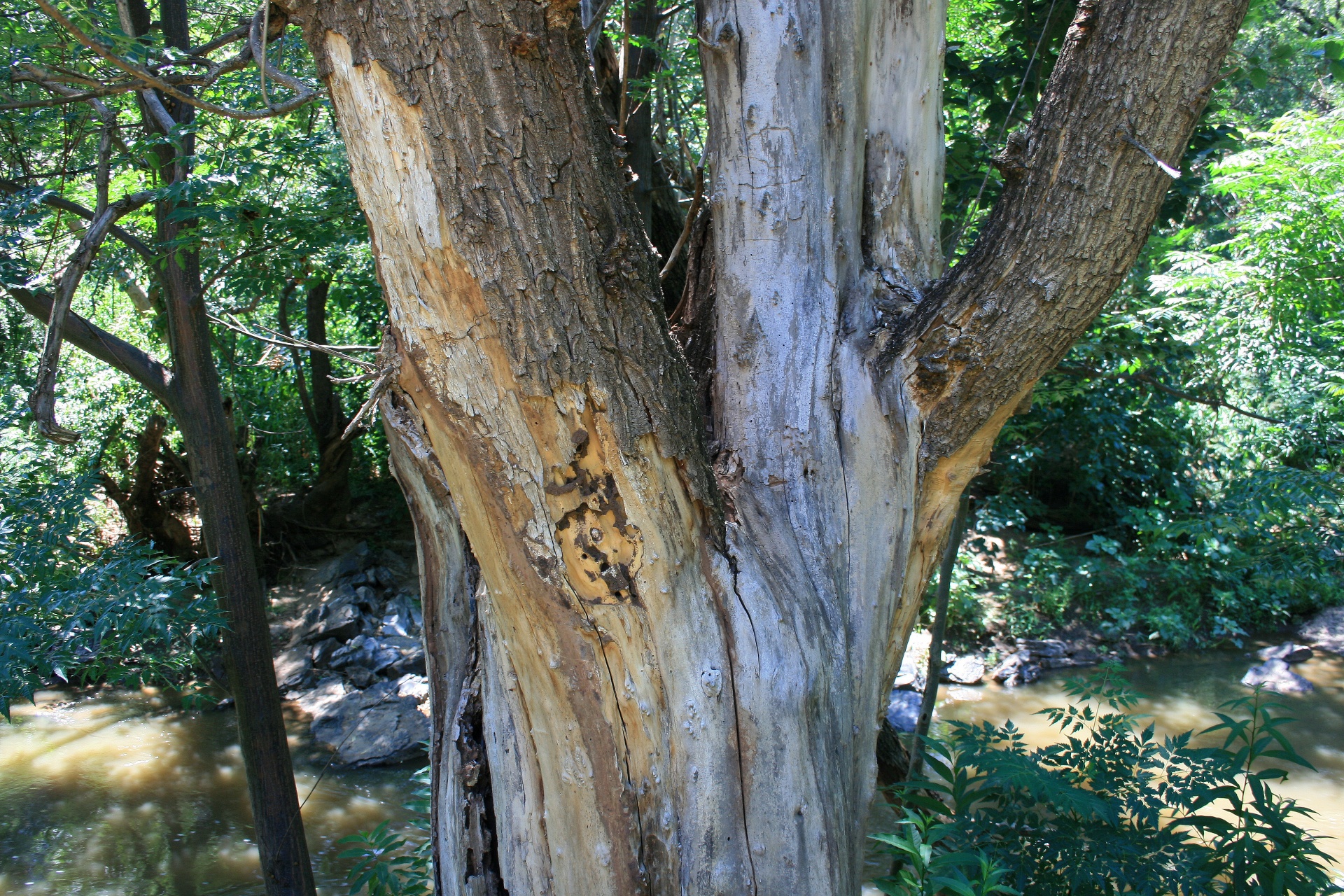 tree trunk big free photo