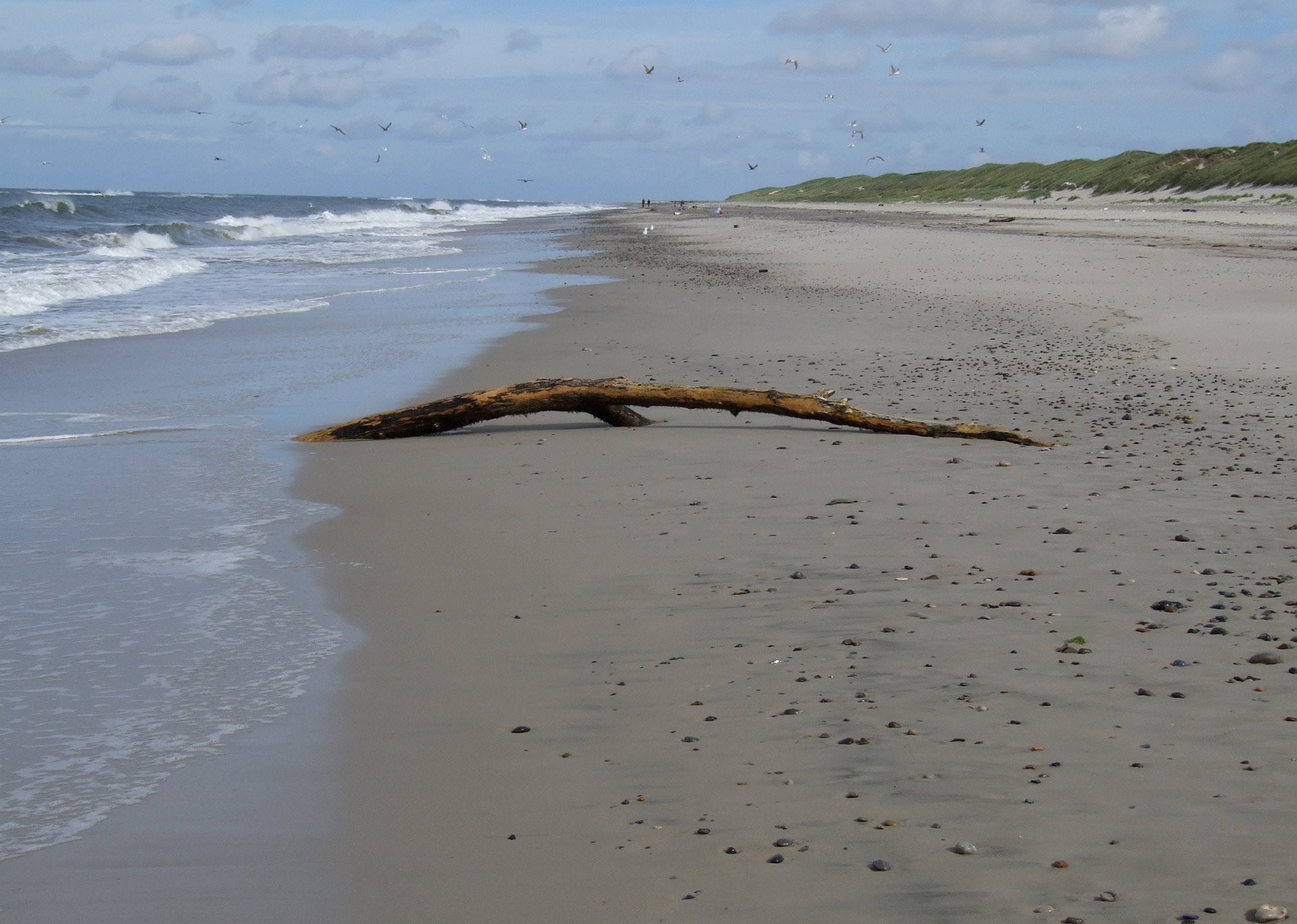 north sea beach driftwood free photo