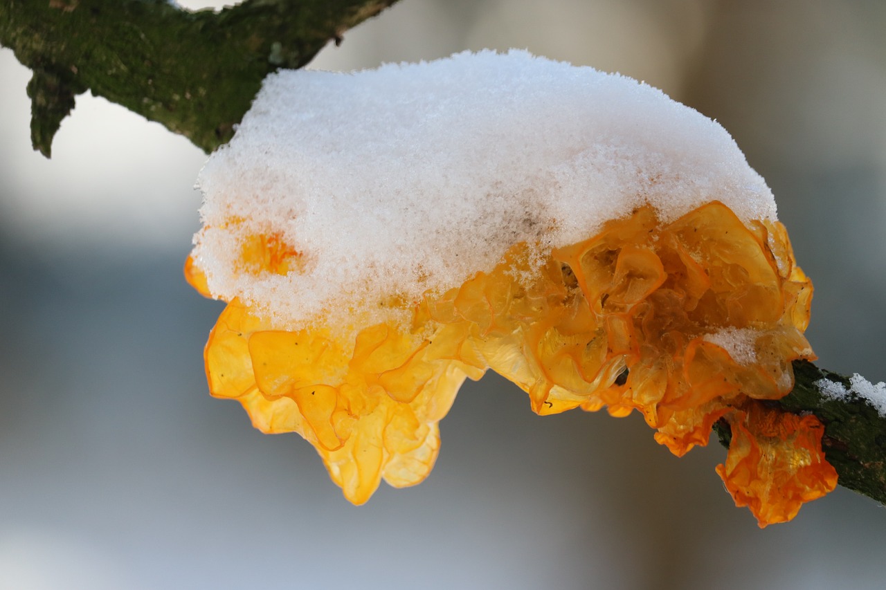 tremella mesenterica tree fungus snow free photo