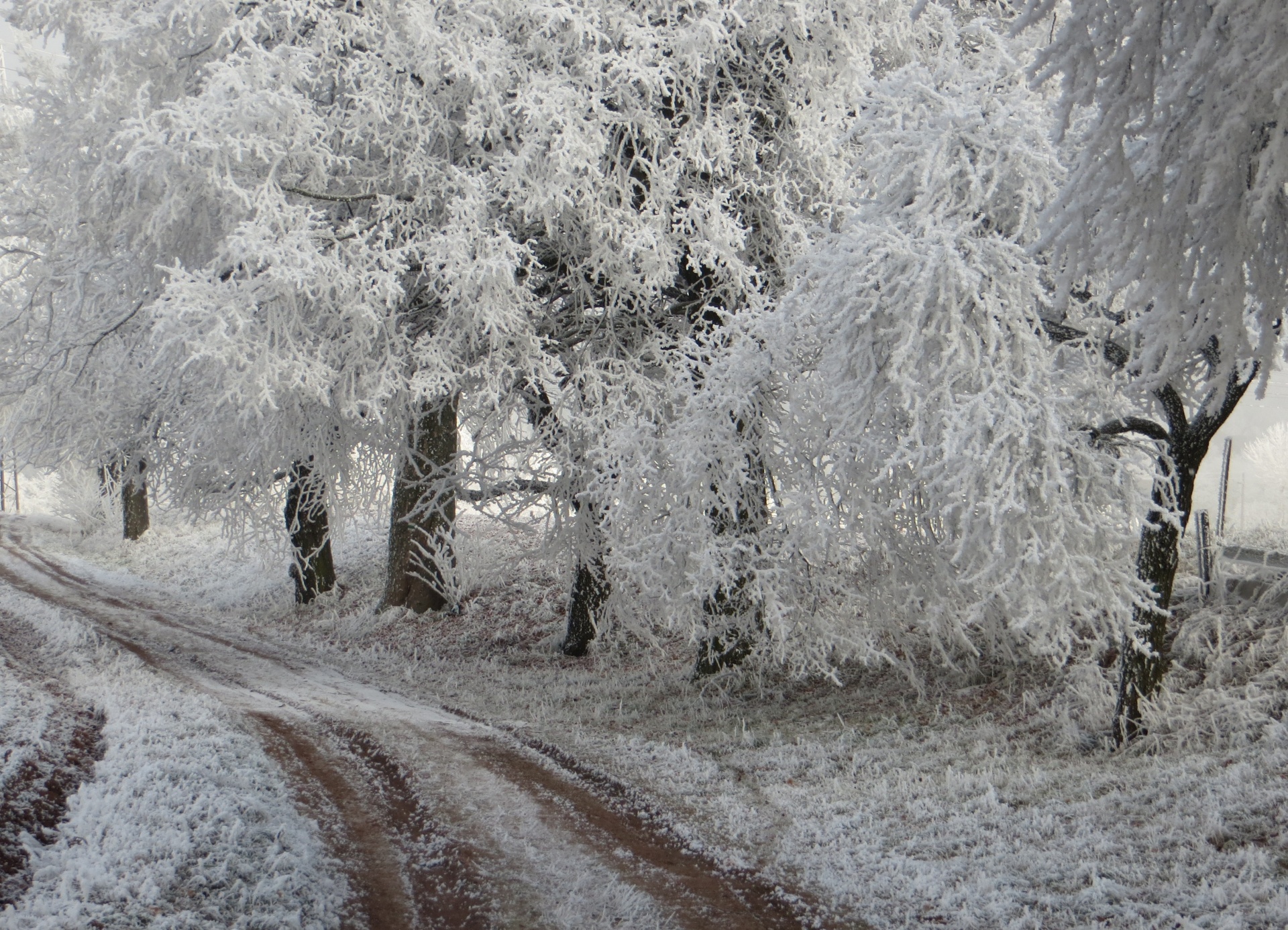 frost cold trees free photo