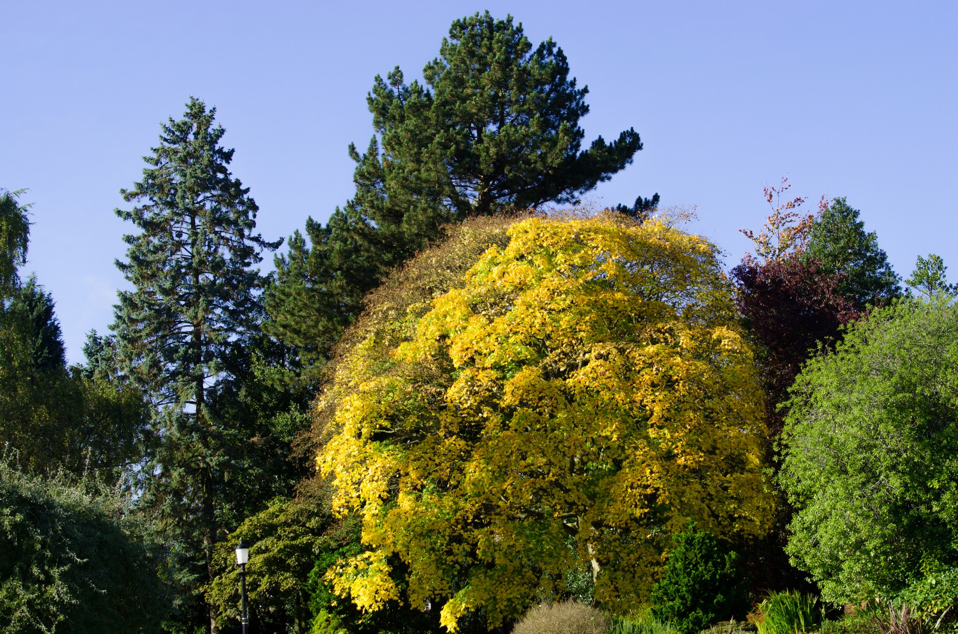 trees tree pine free photo