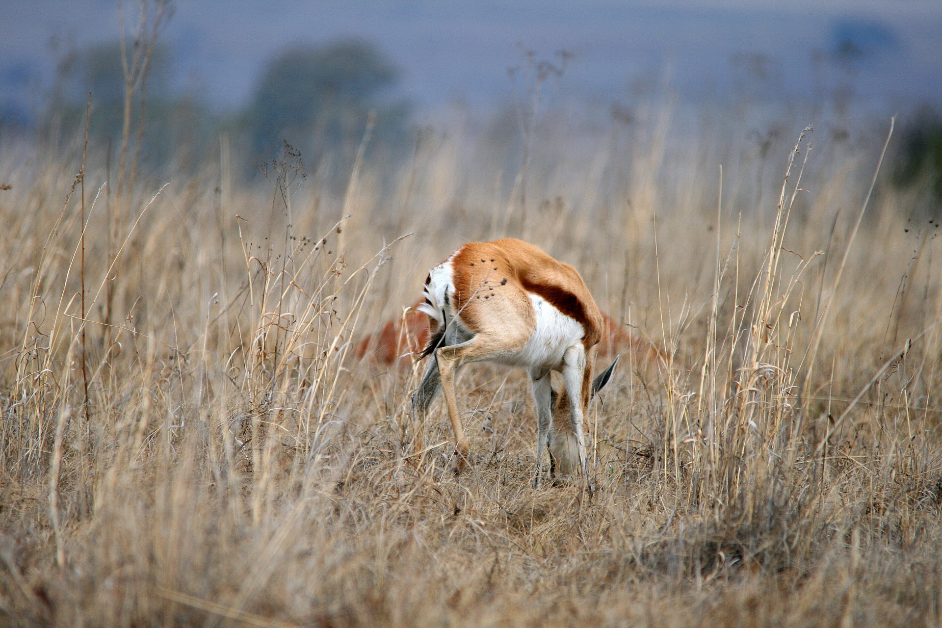 antelope buck red free photo