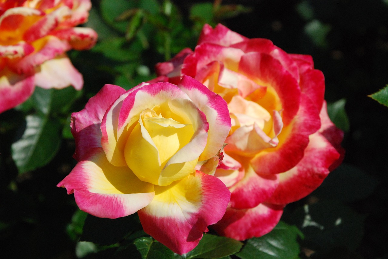 tri-color rose colorful flowers free photo