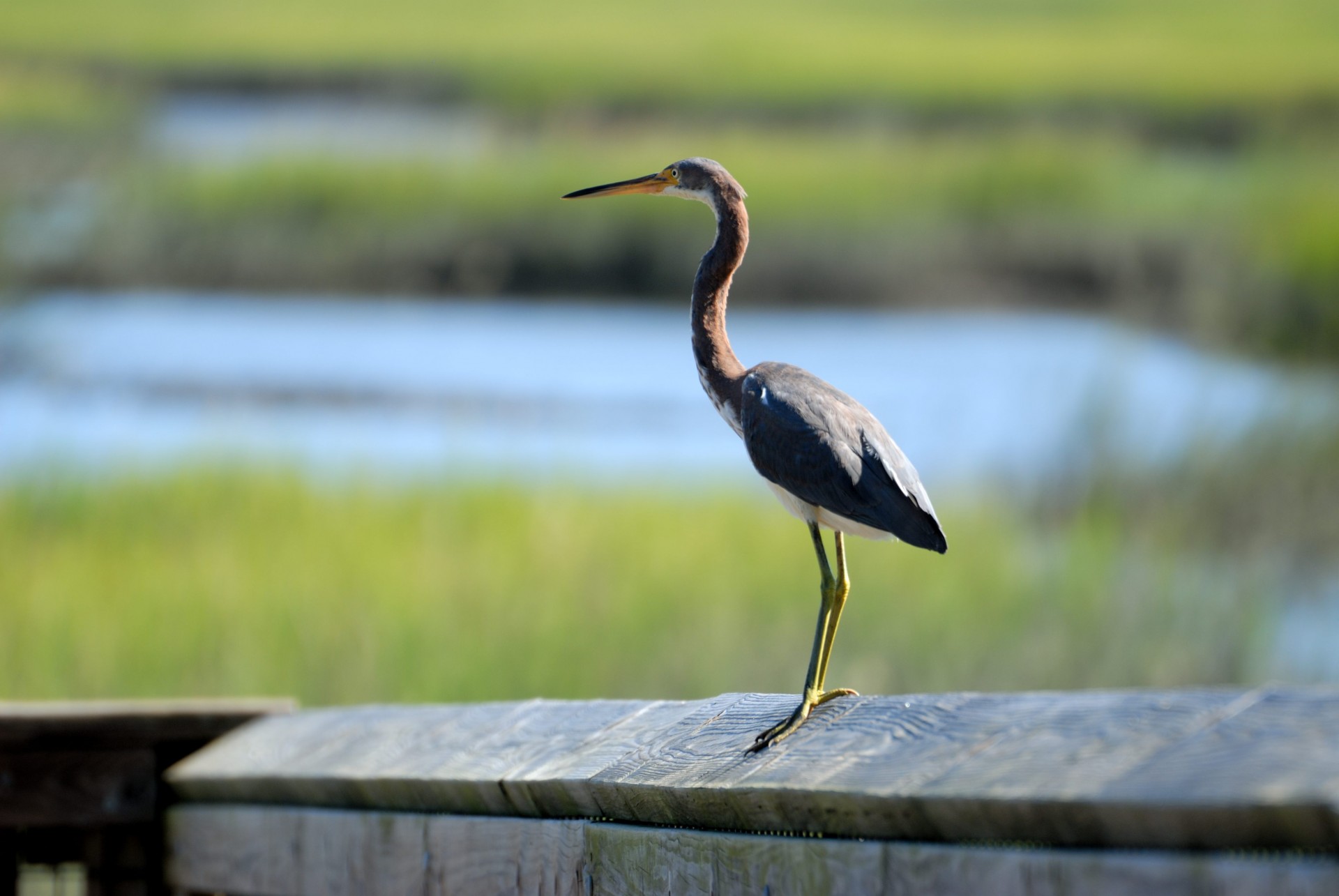 wildlife avian beak free photo