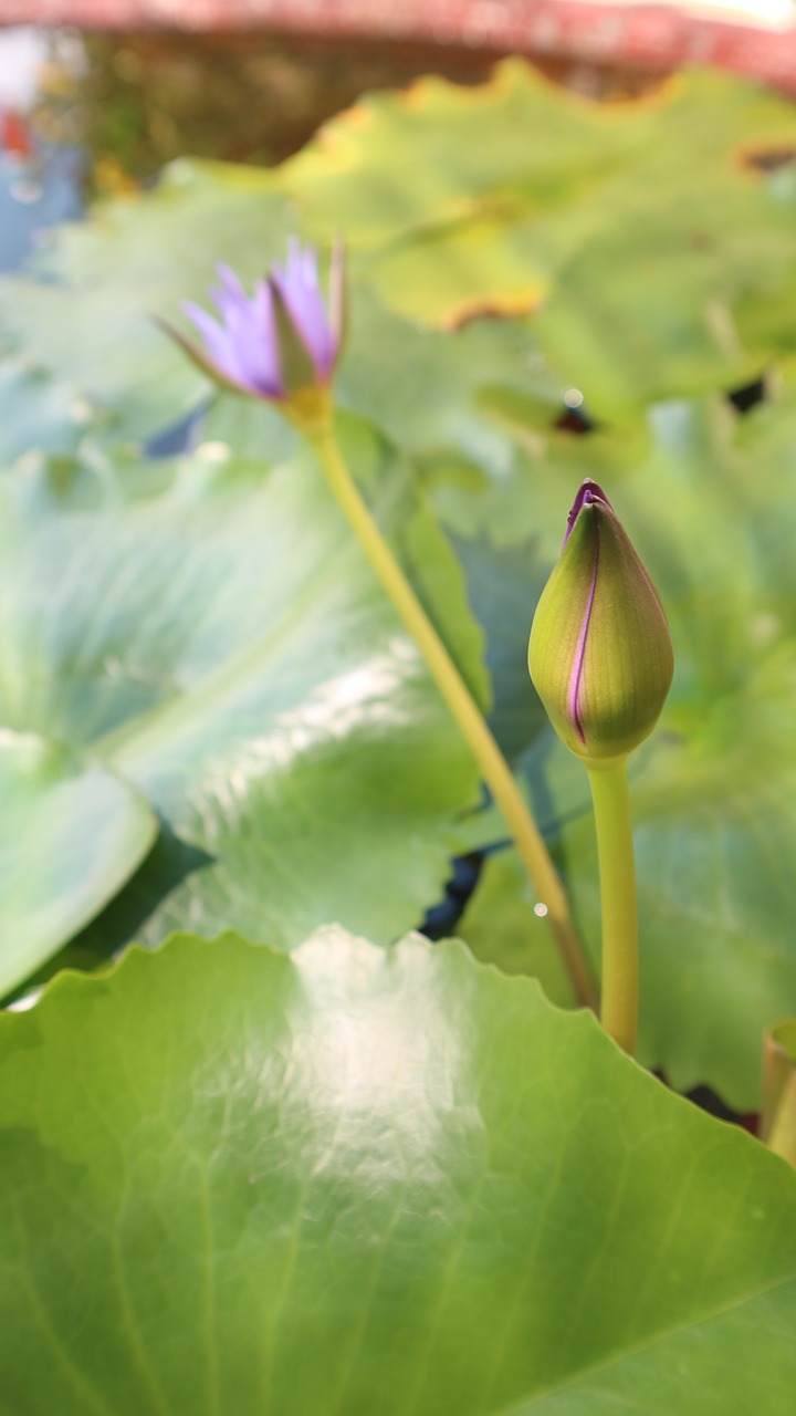 triangle green leaf free photo