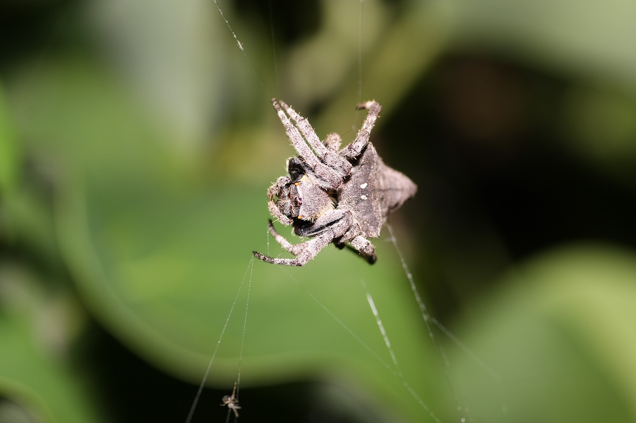 triangle ghost spider spider ecology free photo