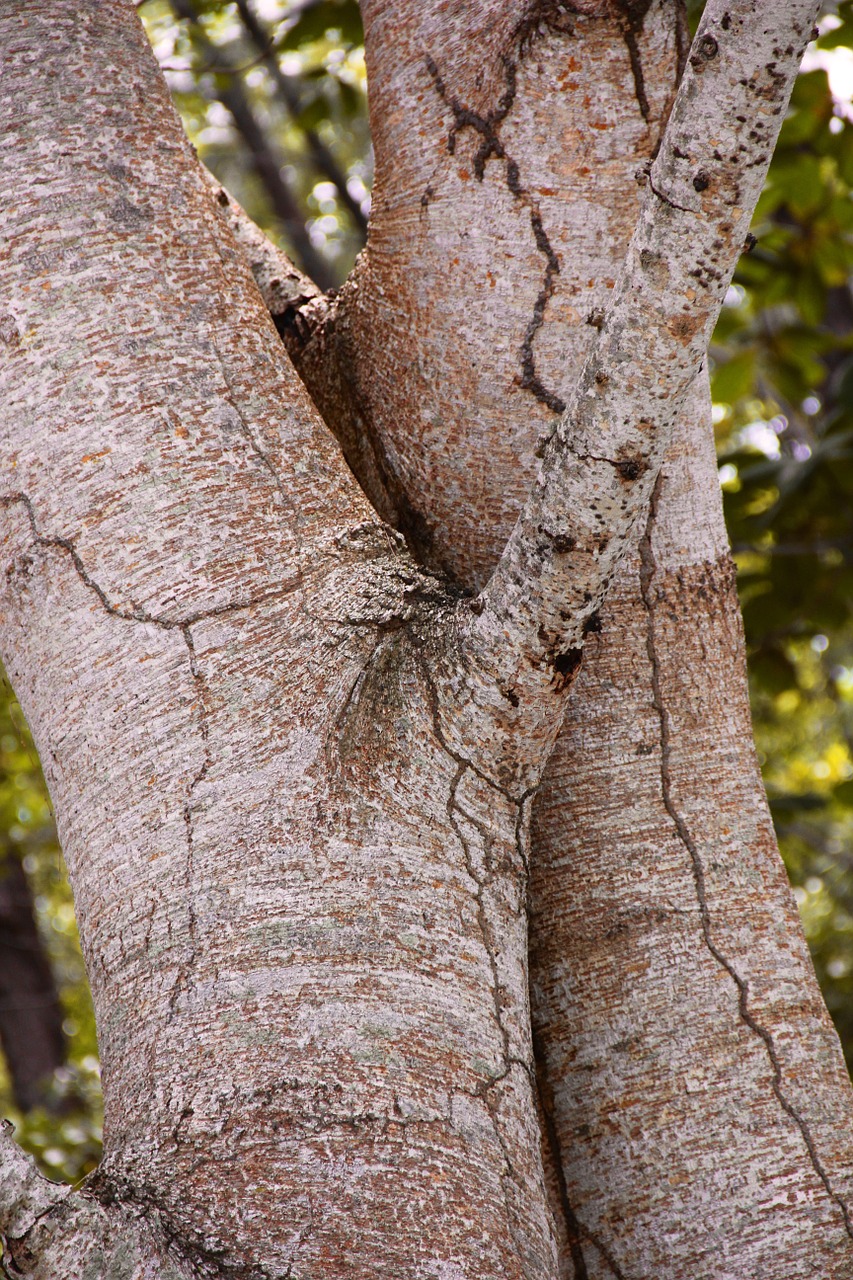 tribe tree crown free photo