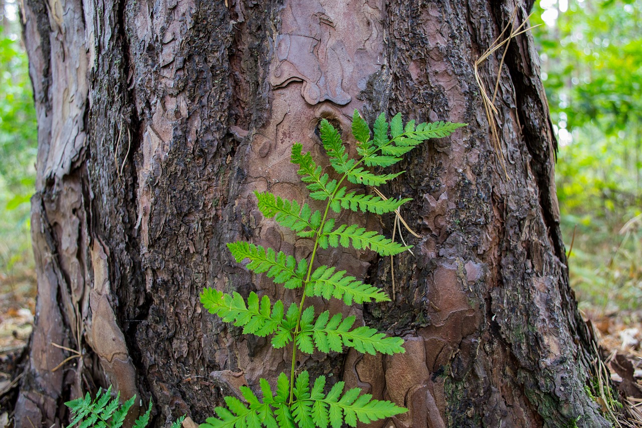 tribe bark leaf free photo