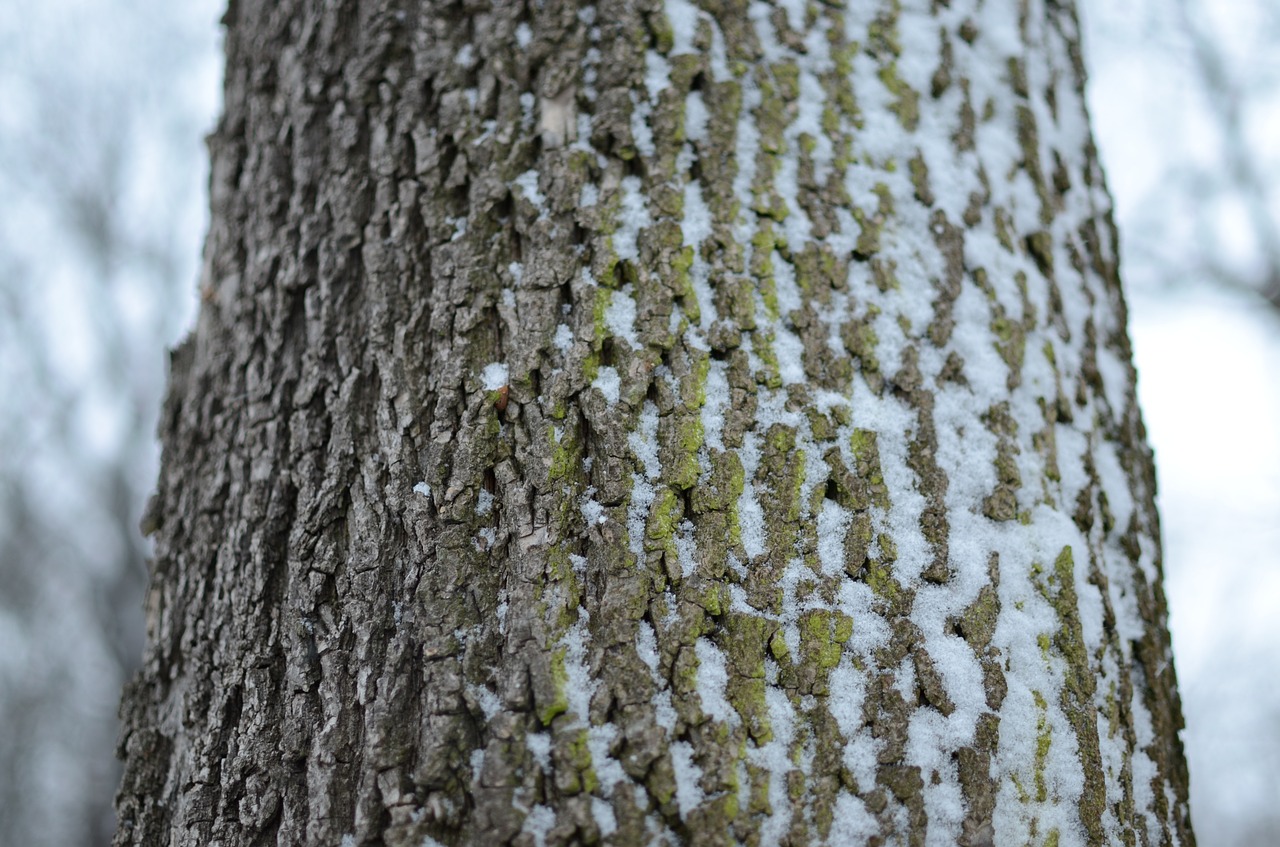 tribe tree winter free photo