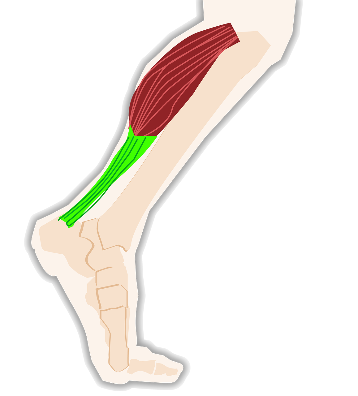 triceps  calf  tendon free photo