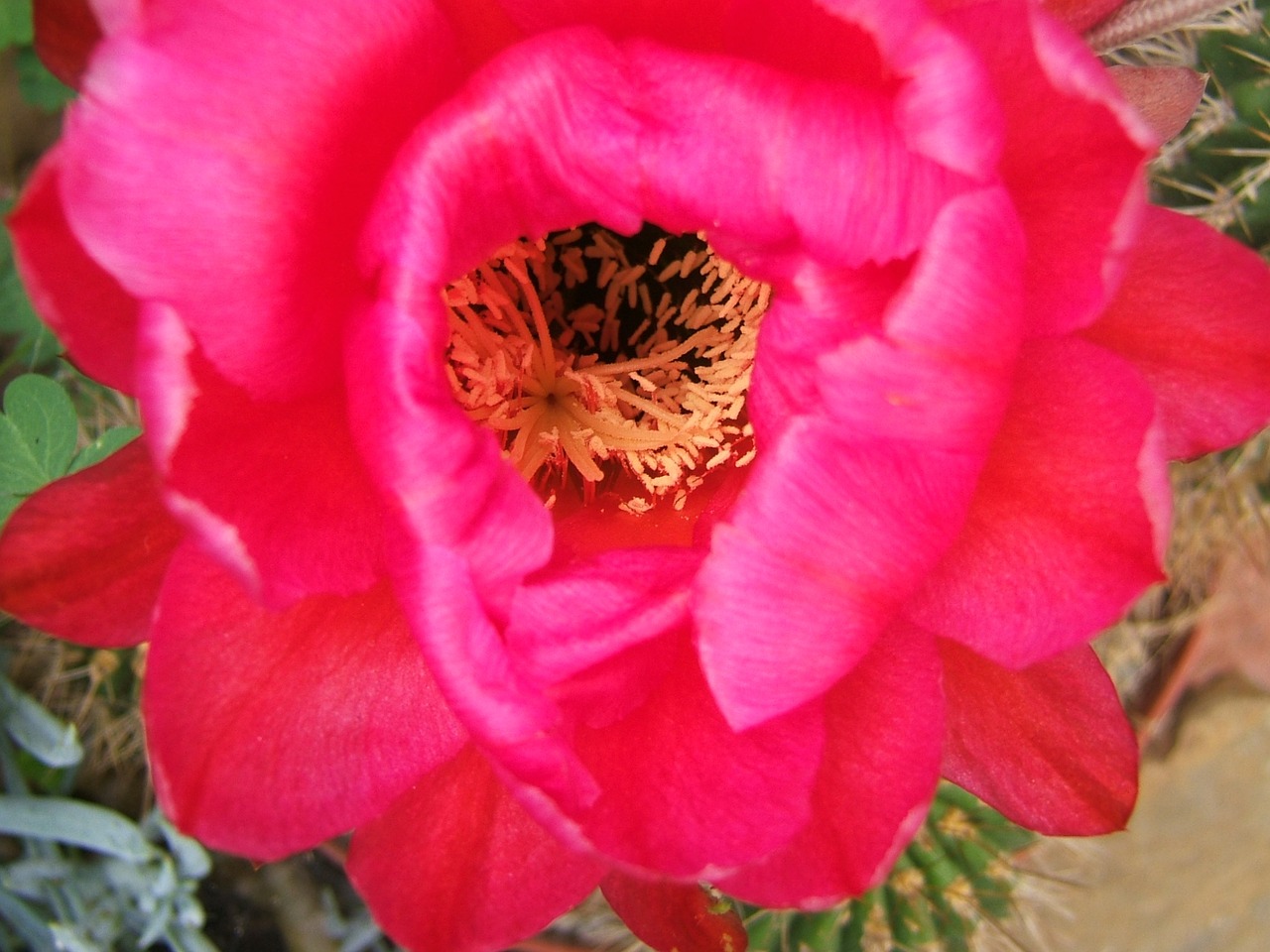 trichocereus cactus flower free photo