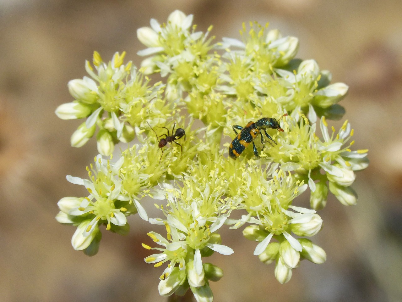 trichodes apiarius coleoptera beetle free photo