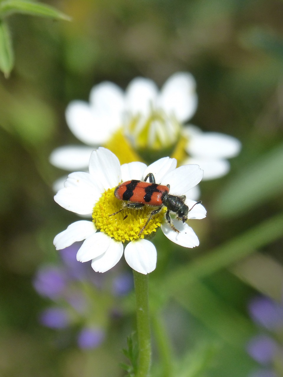 trichodes apiarius  coleoptera  beetle free photo