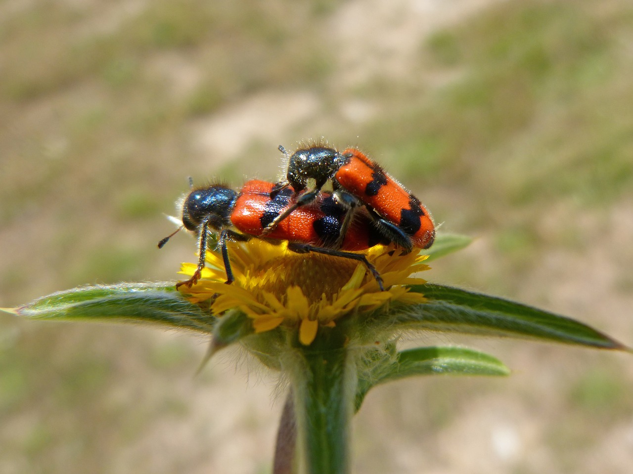 trichodes apiarius  coleoptera  beetle free photo