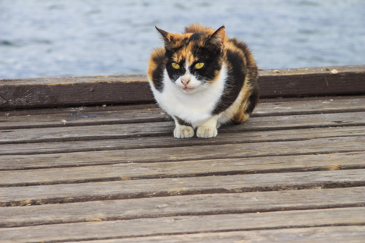 tricolor  cat  animals free photo