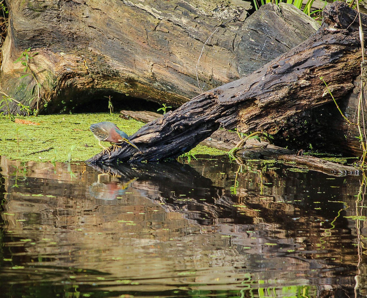 tricolored heron louisiana heron bayou free photo