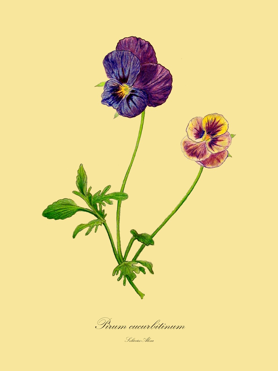 trifolium pratense  viola  drawing free photo