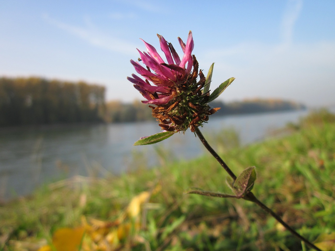 trifolium pratense red clover plant free photo