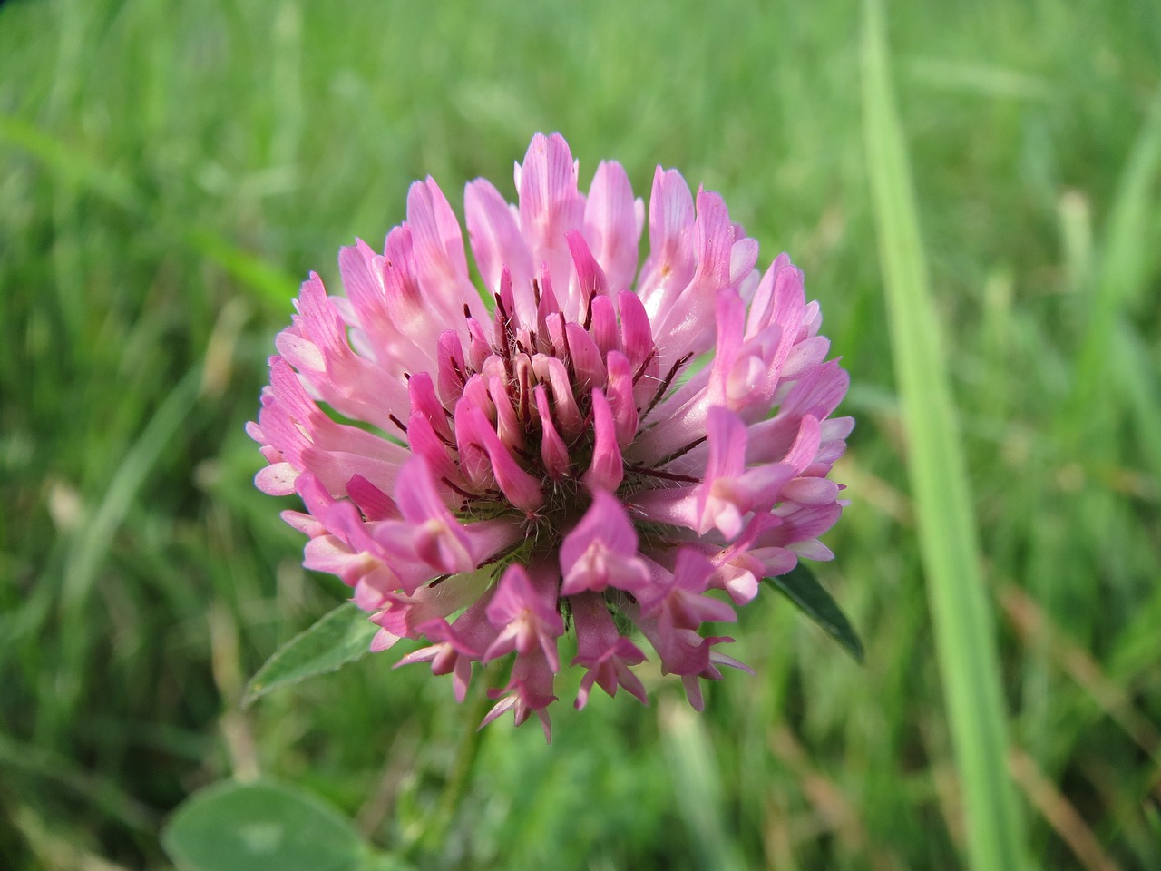 trifolium pratense red clover inflorescence free photo