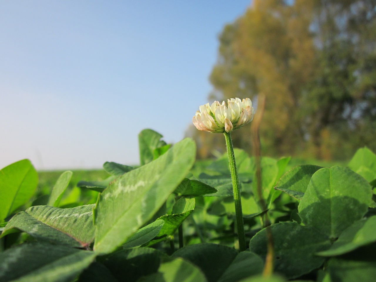 trifolium repens white clover dutch glover free photo