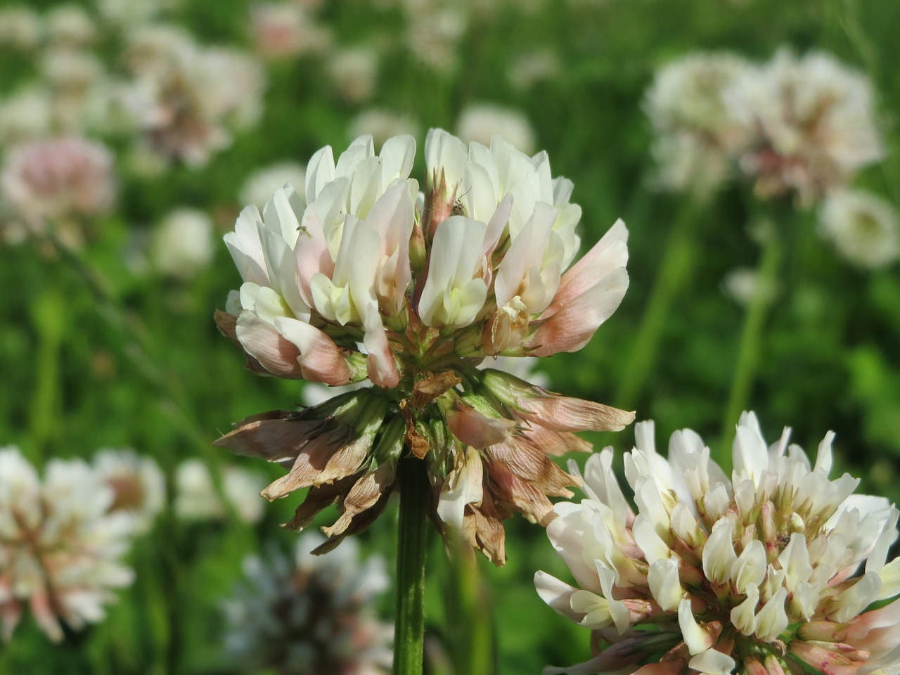 trifolium repens white clover dutch clover free photo