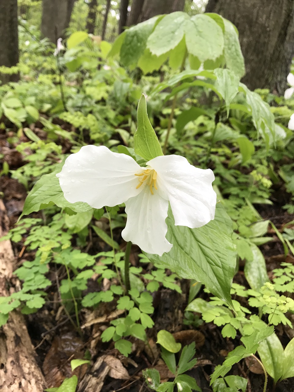 trillium flower nature free photo