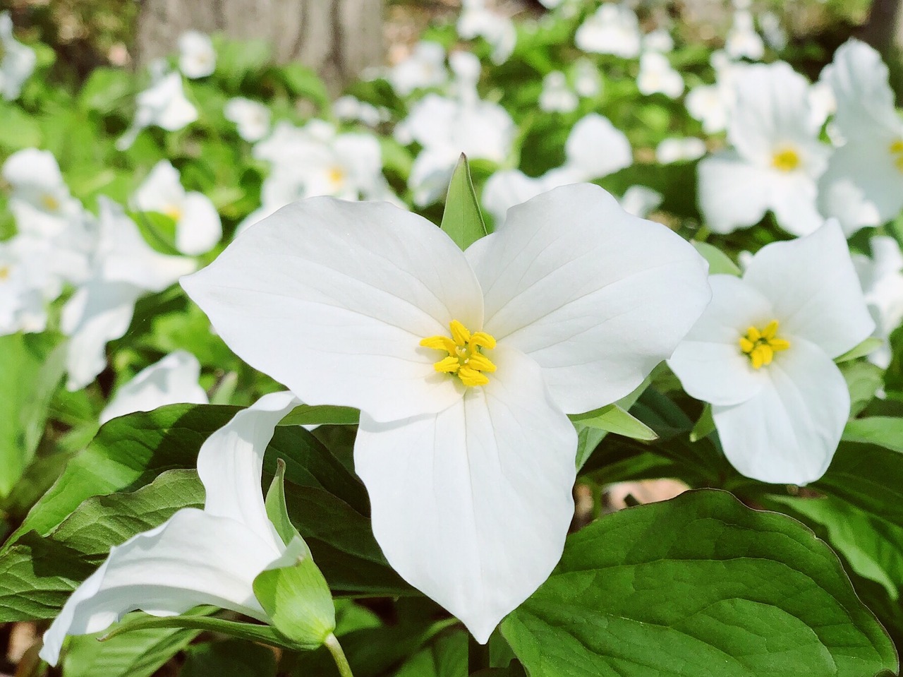 trillium  flower  blooming free photo