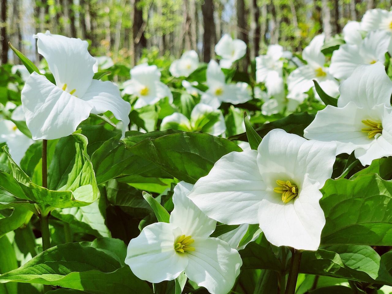 trillium  flower  wildflower free photo