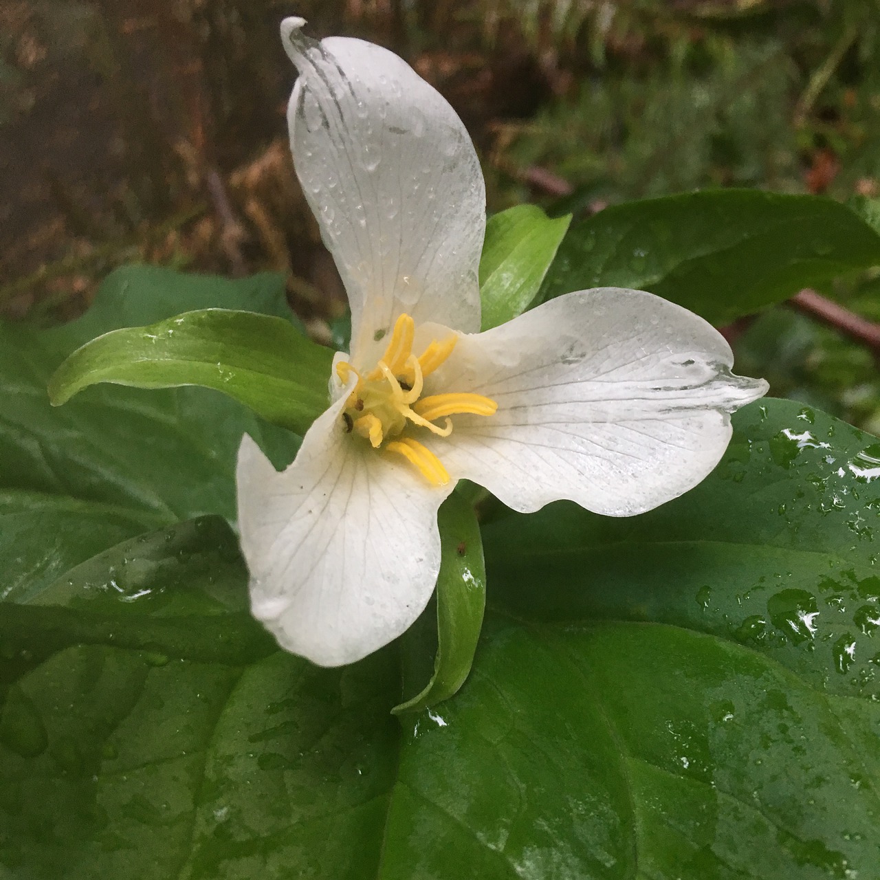 trillium  may flowers  flower free photo