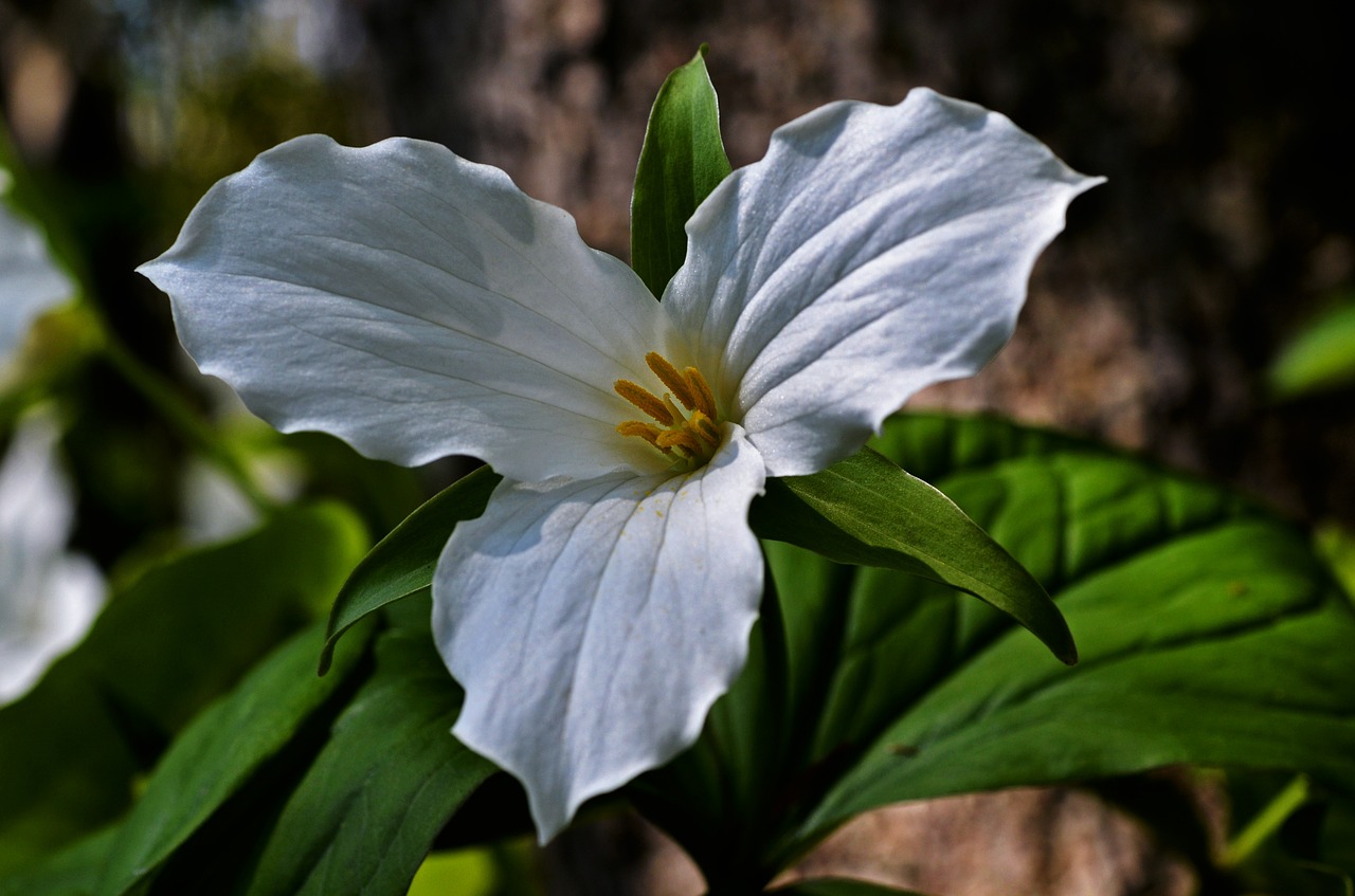 trillium flower white free photo
