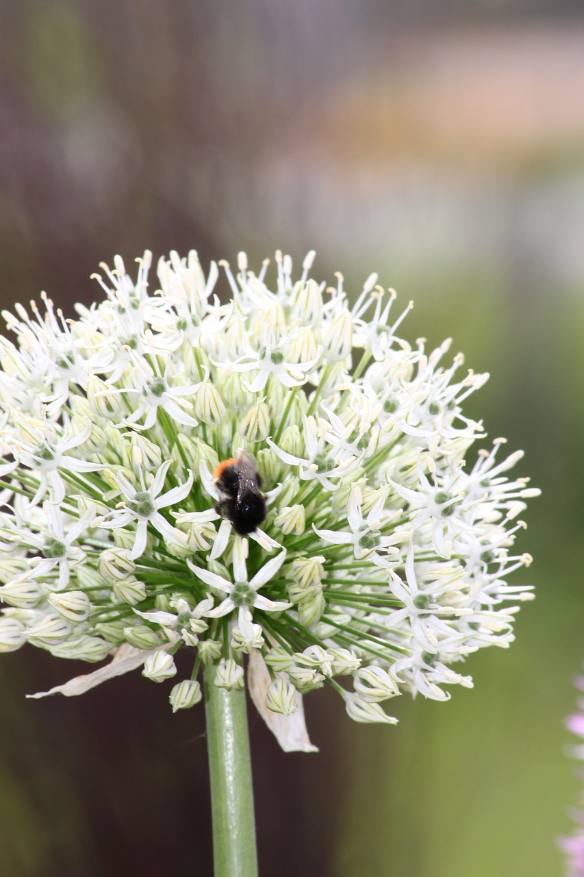 trim chive  blossom  bloom free photo