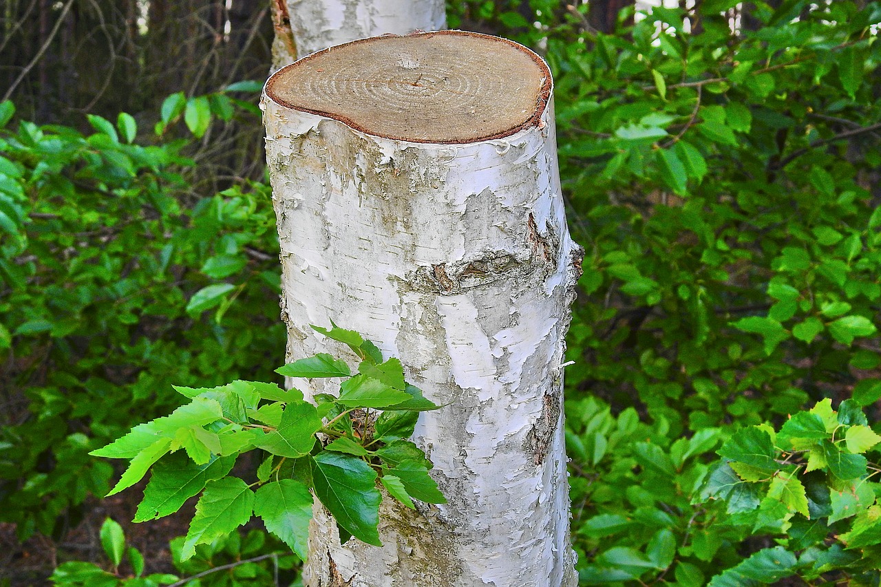 trimmed birch  tree  foliage free photo