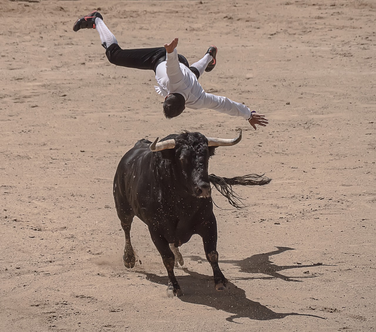 trimmers torero bullfighters free photo