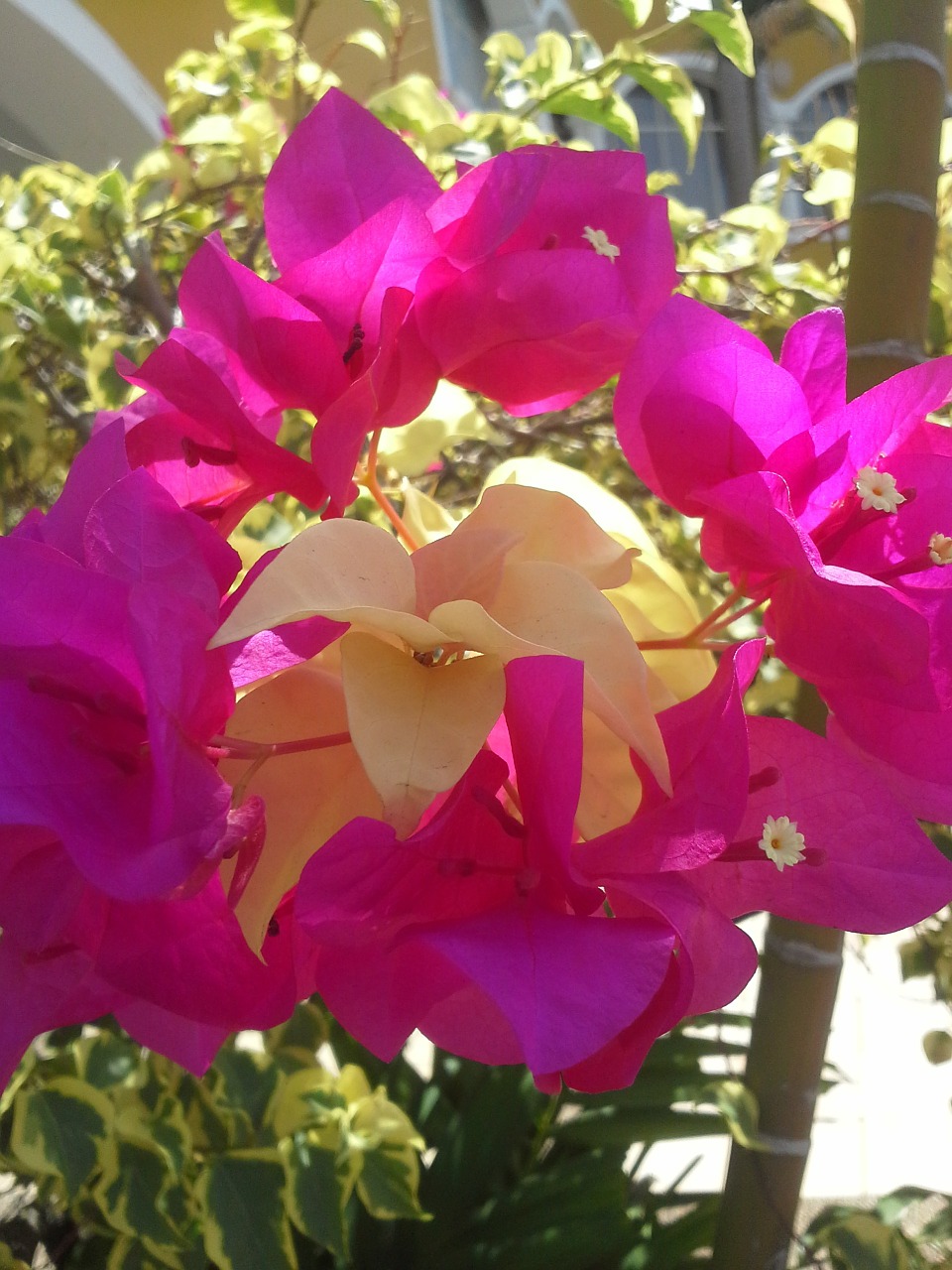 trinitarian fuchsia flower flowers free photo