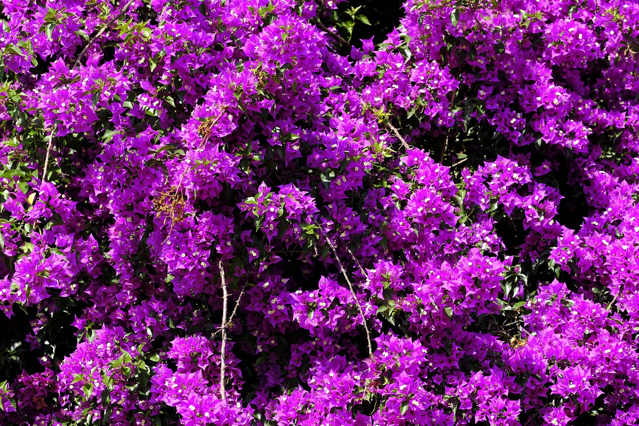 triple flower  bougainvillea  bougainville free photo