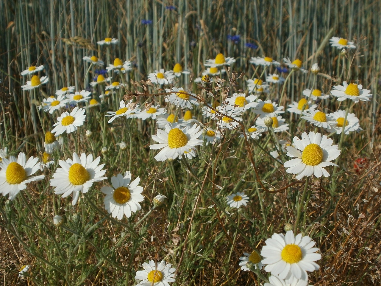 tripleurospermum inodorum daisies asterales free photo