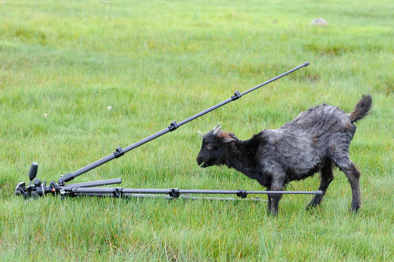 tripod goat curiosity free photo