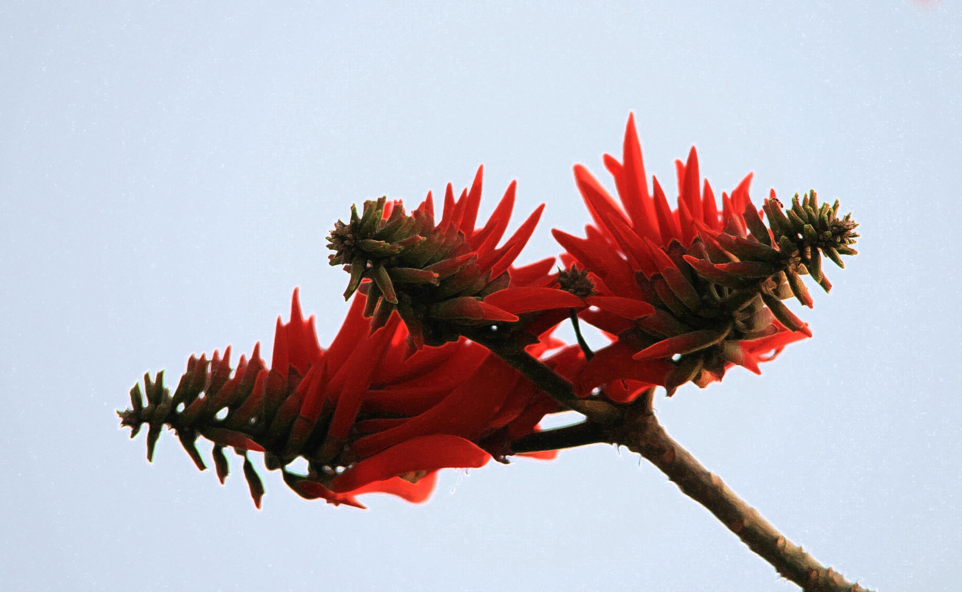 flower red flame tree free photo