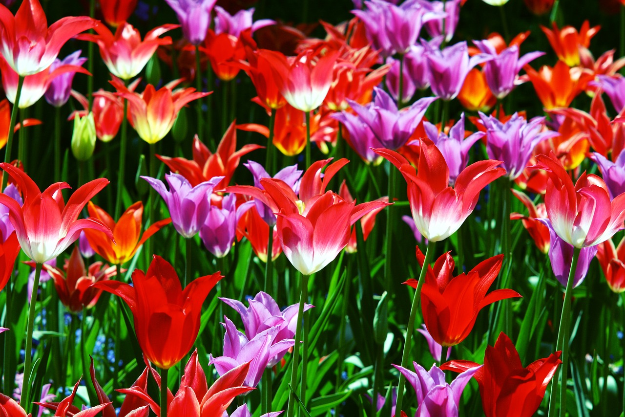 triumph tulips tulips red free photo