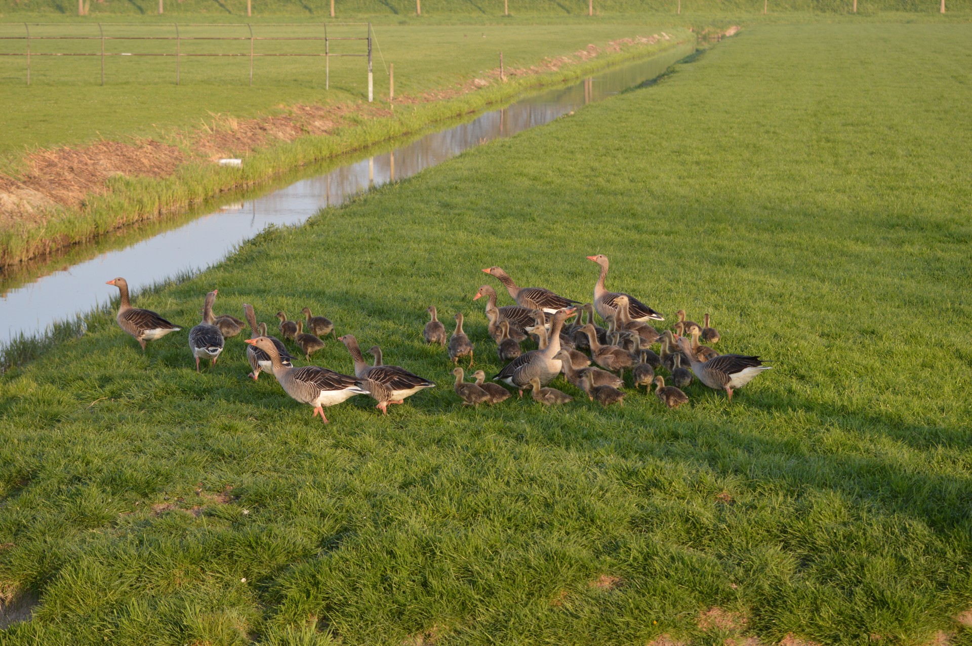 geese goose nidifugous free photo