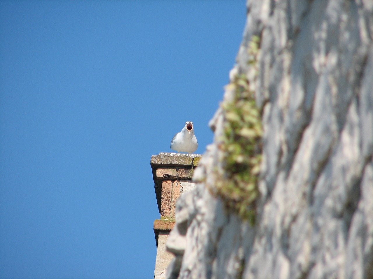 trogir croatia seagull free photo