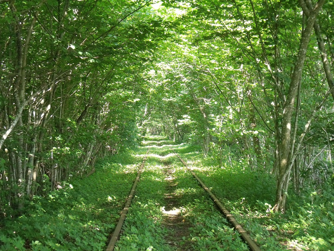 trolley forest old train free photo