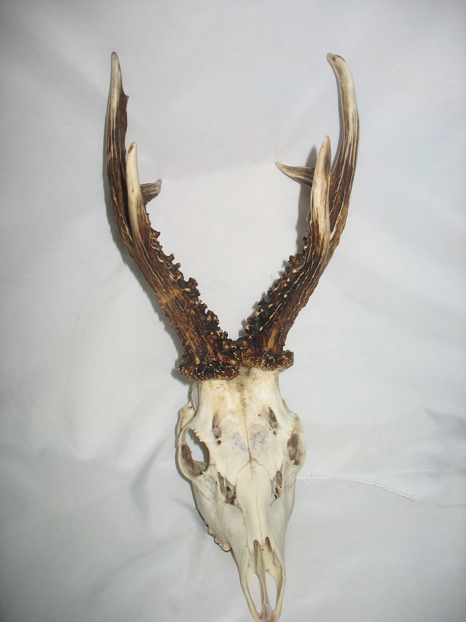 trophy goat antlers free photo