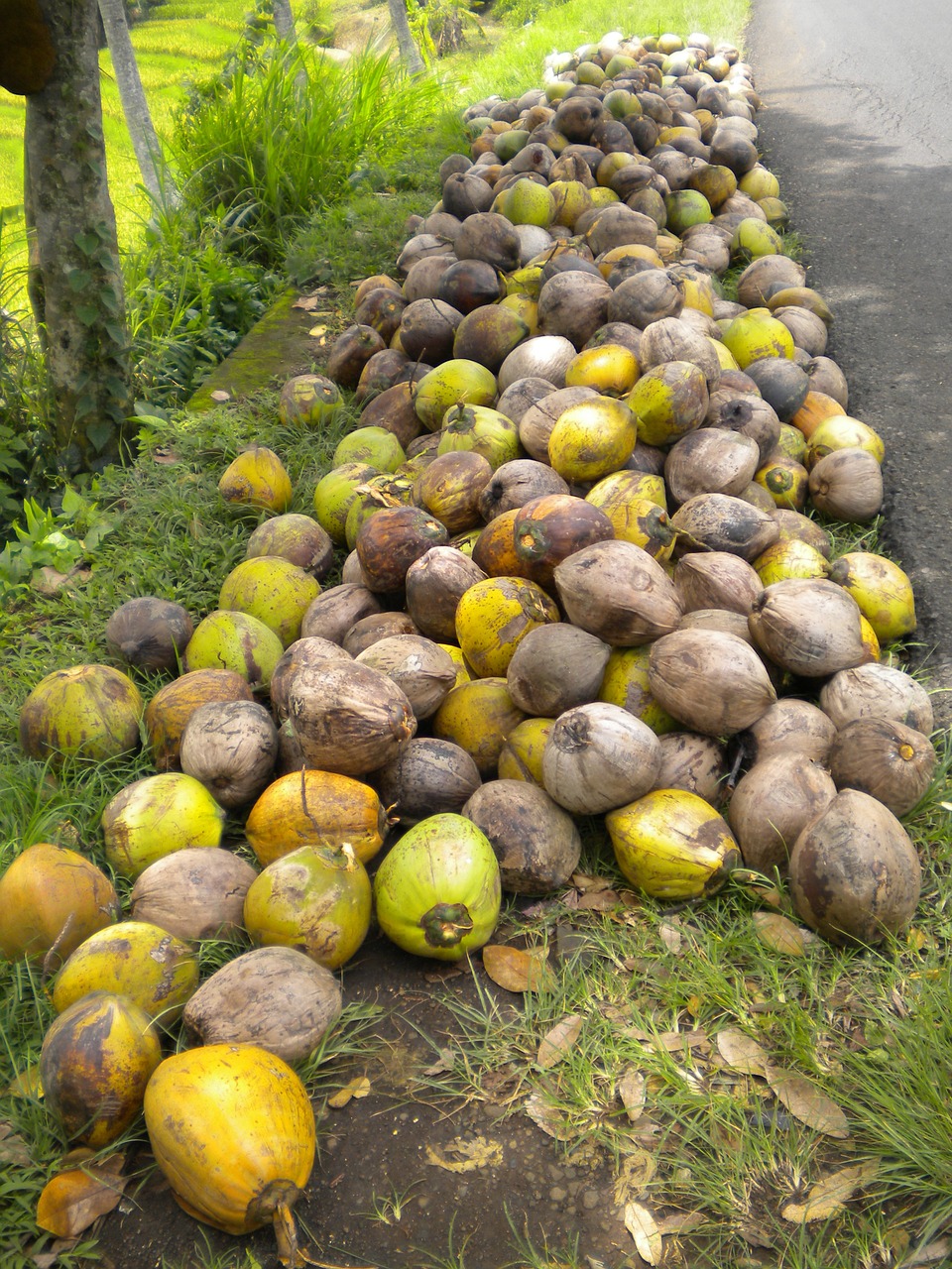 tropical coconuts bali free photo