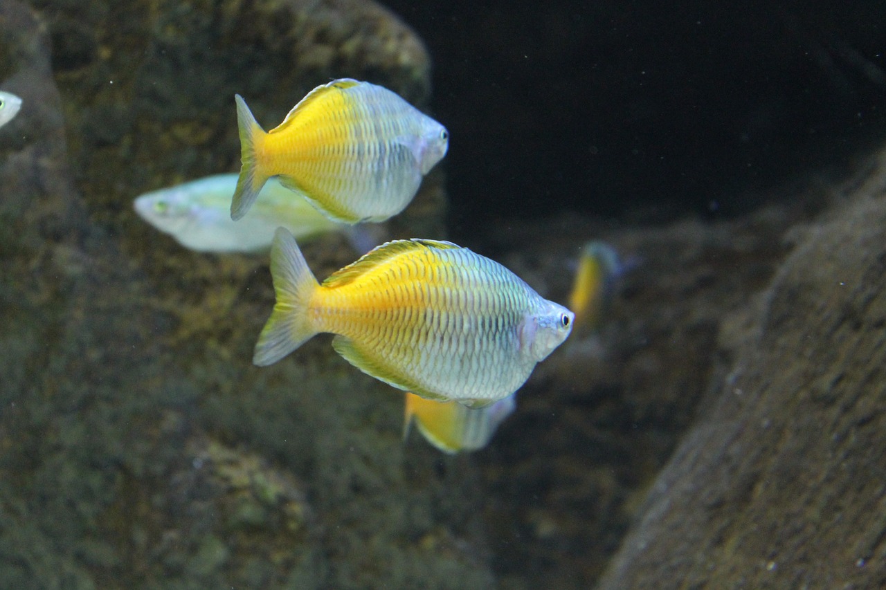 tropical fish saltwater free photo