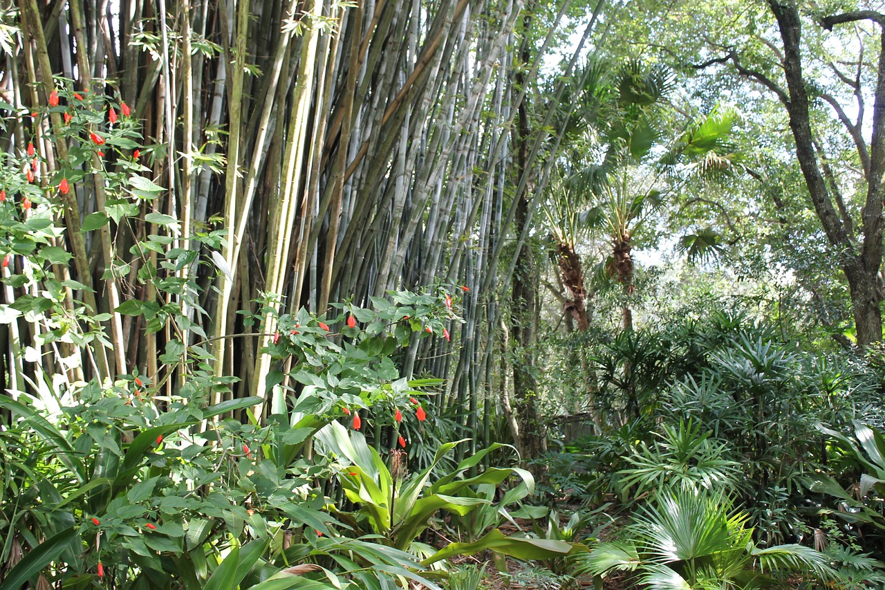 tropical bamboo bamboo forest free photo