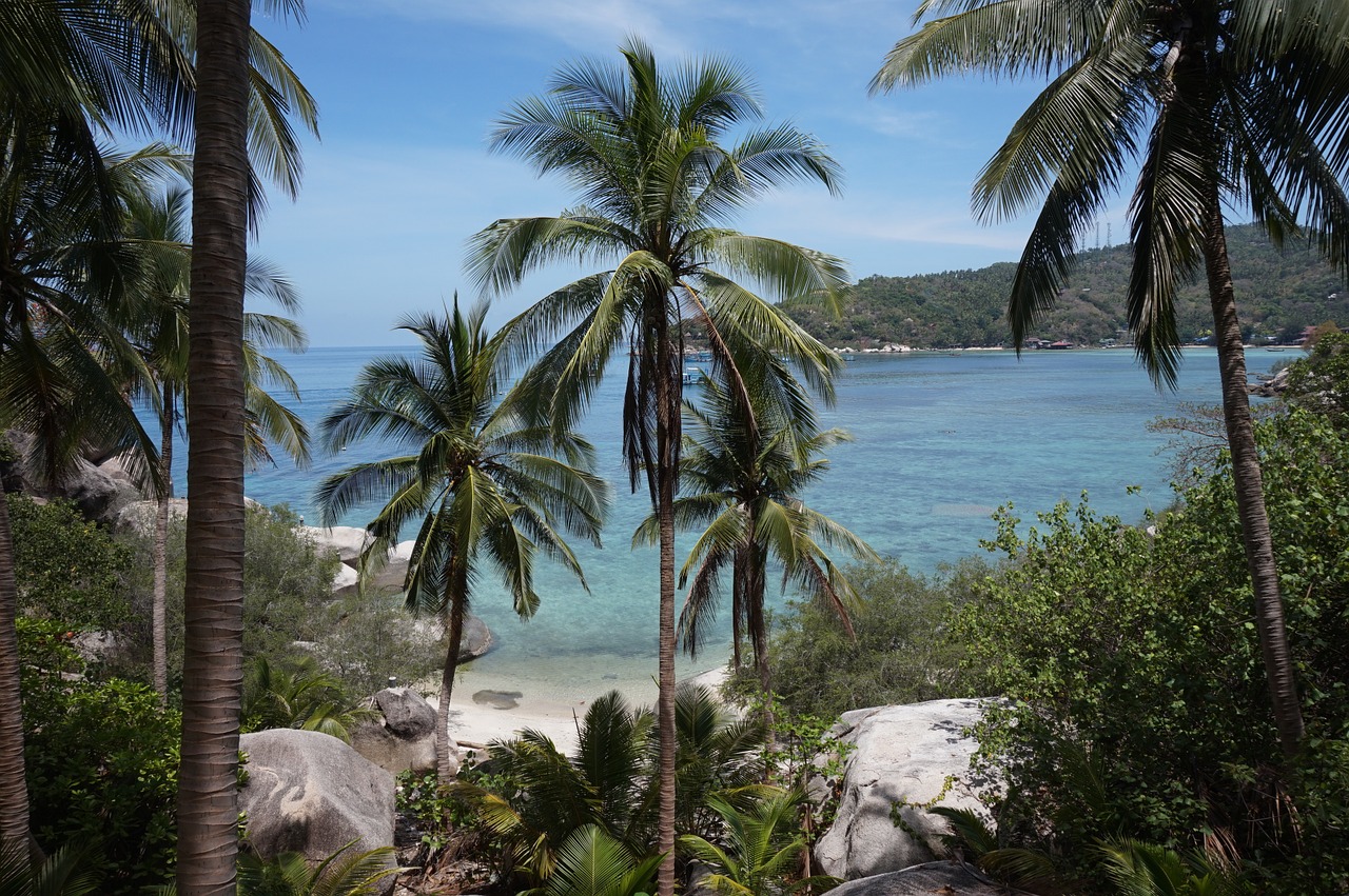 tropical palm palmtree free photo